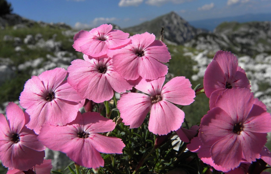 Dianthus freynii Prenj